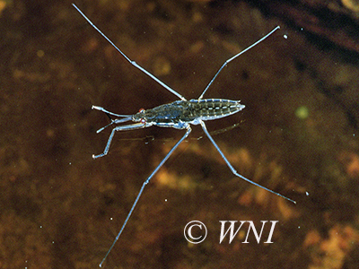 Common Water Strider (Aquarius remigis)